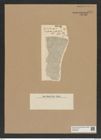Coscinodiscus radiatus var. glacialis Grun. (de-Toni-Nr.: Genus 202, Species 4972) Zeichnungen Sammlung Grunow Nr. 8581 (NHMW-BOT-W0378229)